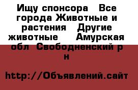 Ищу спонсора - Все города Животные и растения » Другие животные   . Амурская обл.,Свободненский р-н